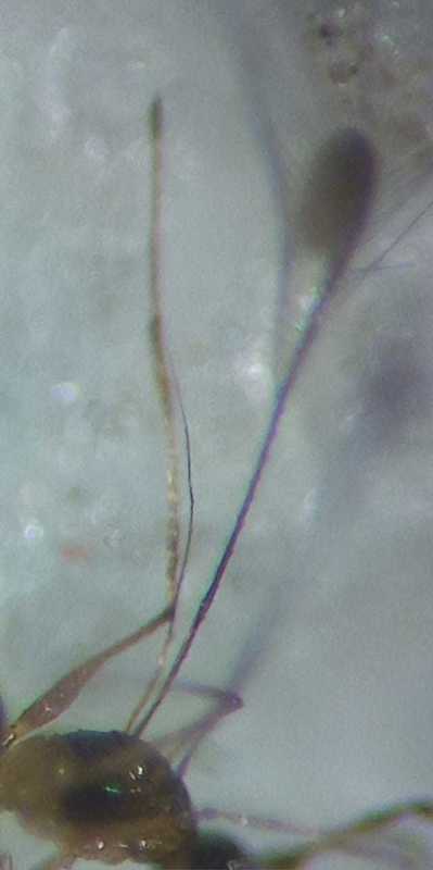 Mymar taprobanicum