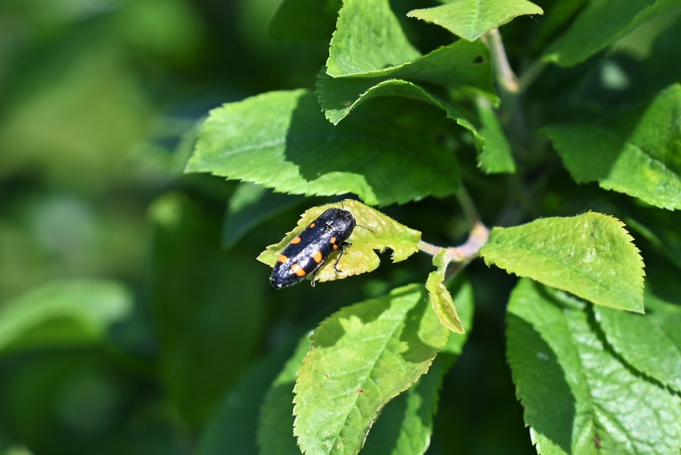 Ptosima undecimmaculata - sárgafoltos díszbogár