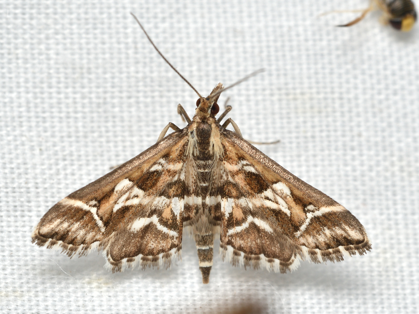 Diasemia reticularis - betűmintás tűzmoly