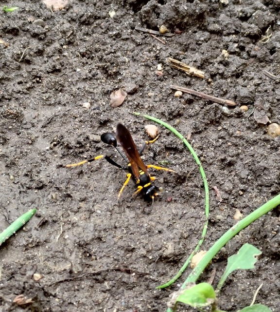 Sceliphron caementarium - feketenyelű lopódarázs