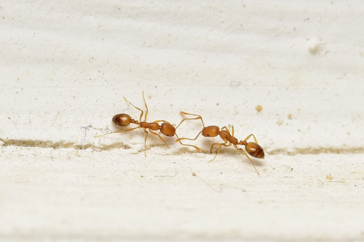 Monomorium pharaonis - fáraóhangya