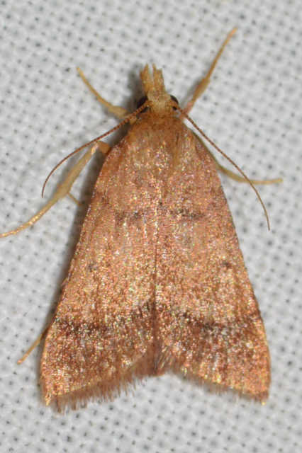 Stemmatophora honestalis - karsztlakó fényilonca