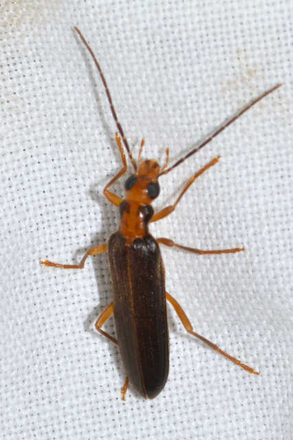 Nacerdes carniolica - karnóliai álcincér