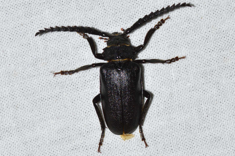 Prionus coriarius - csőszcincér