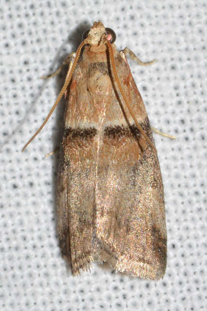Acrobasis tumidana - bordás karcsúmoly