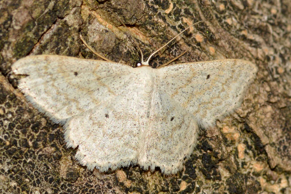 Scopula incanata - hamvas sávosaraszoló