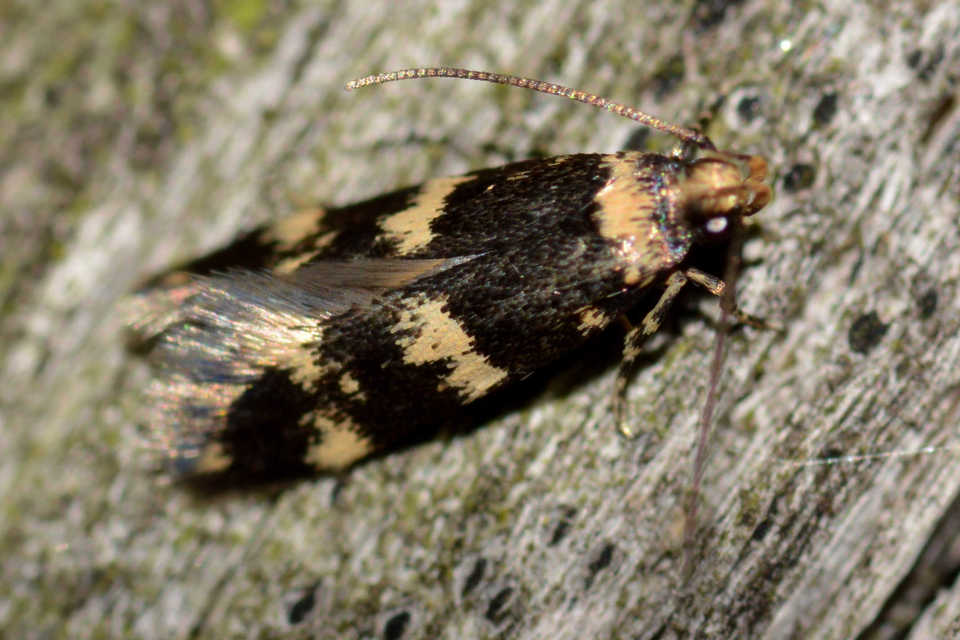 Autostichidae - avarmolyfélék