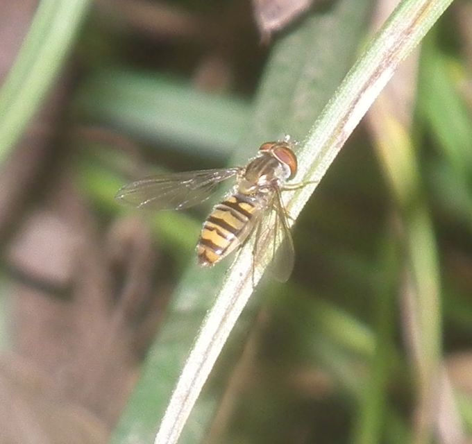 Episyrphus balteatus - ékfoltos zengőlégy