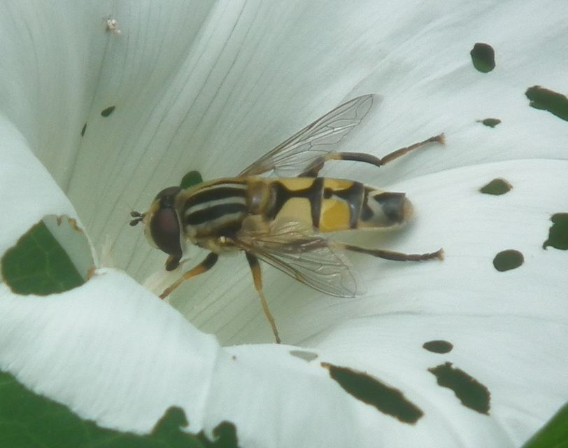 Helophilus trivittatus - nagy mocsárilégy