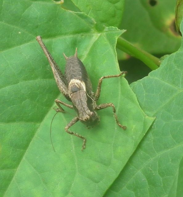 Pholidoptera griseoaptera - szürke avarszöcske
