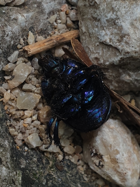 Anoplotrupes stercorosus - erdei álganéjtúró