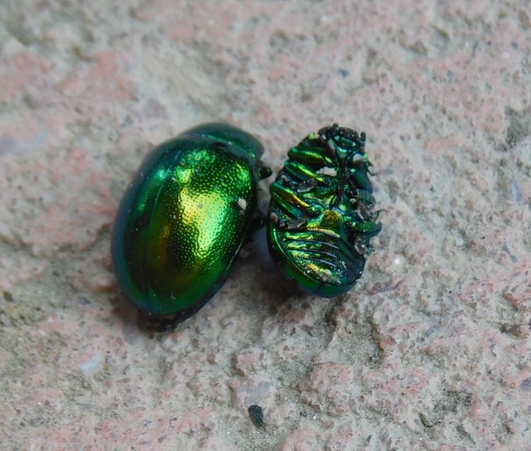 Chrysolina herbacea - zöld mentalevelész
