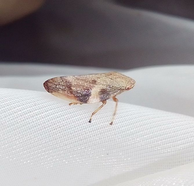 Aphrophora alni