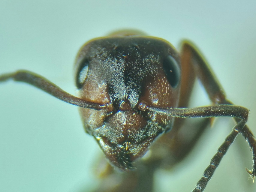 Formica sanguinea - vérvörös rablóhangya
