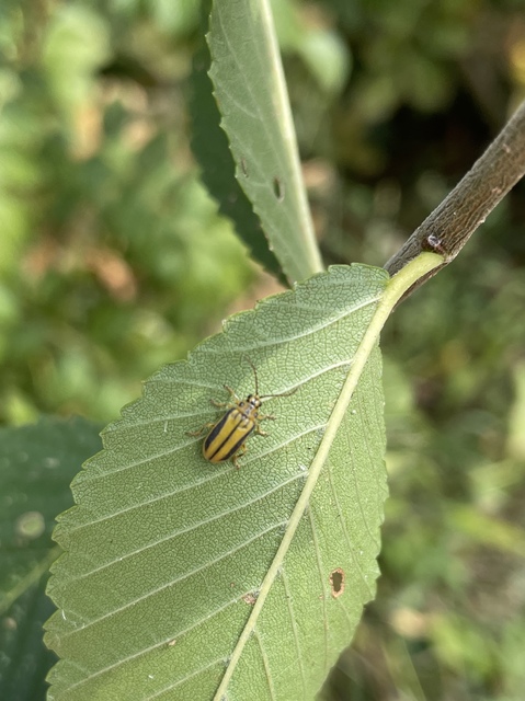 Xanthogalerucella luteola - szilfa-olajosbogár