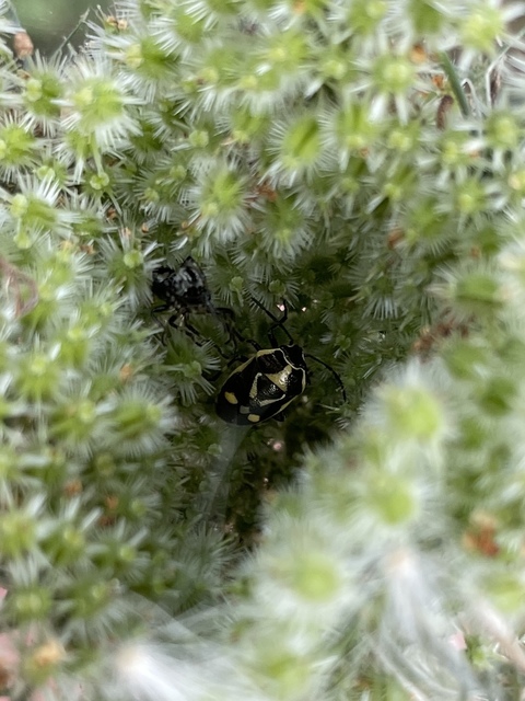 Eurydema oleracea - paréjpoloska Eurydema oleracea - paréjpoloska