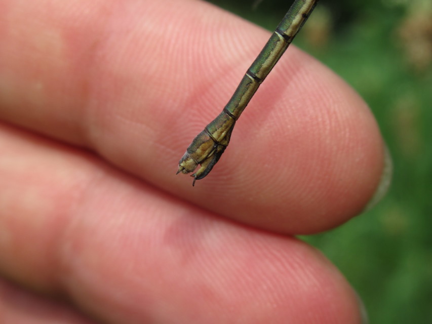 Lestes dryas - réti rablószitakötő
