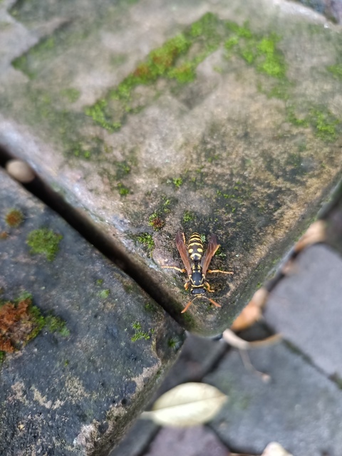 Strepsiptera - Legyezőszárnyúak