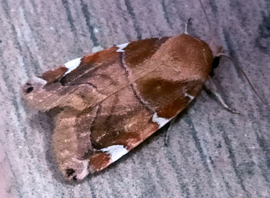 Cosmia diffinis - szilfa-lombbagoly