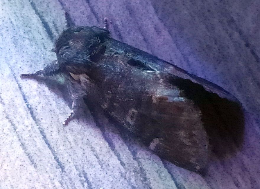 Notodonta dromedarius - tevehátú púposszövő