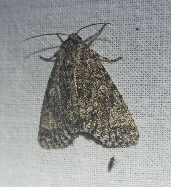 Acronicta megacephala - nagyfejű szigonyosbagoly