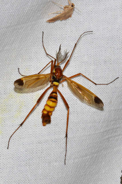 Ctenophora ornata - sárga fésűsszúnyog