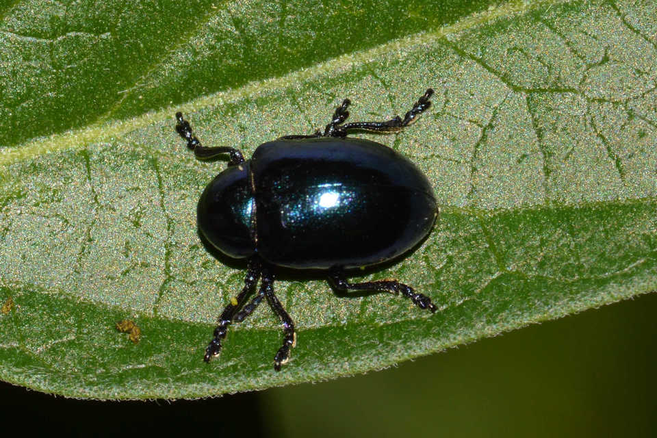Chrysochus asclepiadeus - tündöklő méreggyiloklevelész