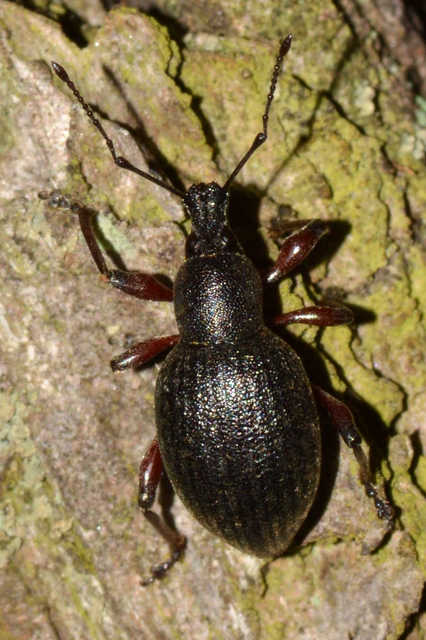 Otiorhynchus hungaricus - magyar gyalogormányos