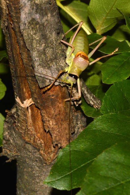 Ephippiger ephippiger - nyergesszöcske