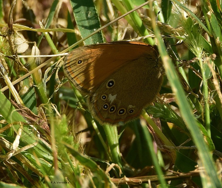 Coenonympha glycerion - közönséges szénalepke