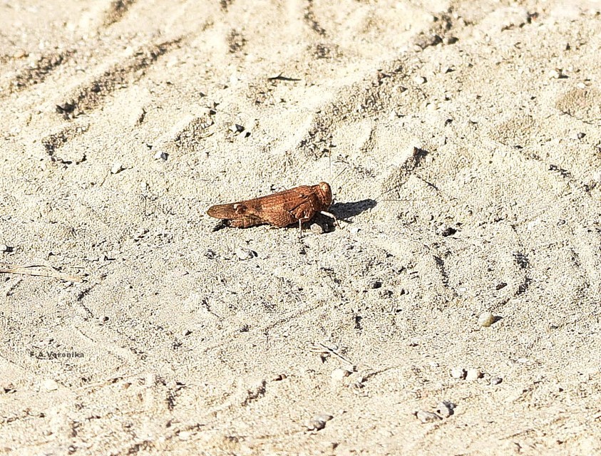 Oedipoda caerulescens - kékszárnyú sáska