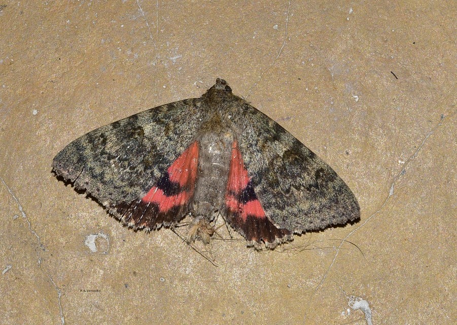 Catocala elocata - közönséges övesbagoly