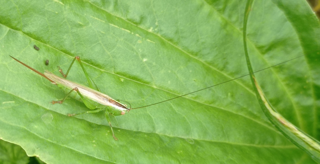 Conocephalus fuscus - kis kúpfejűszöcske