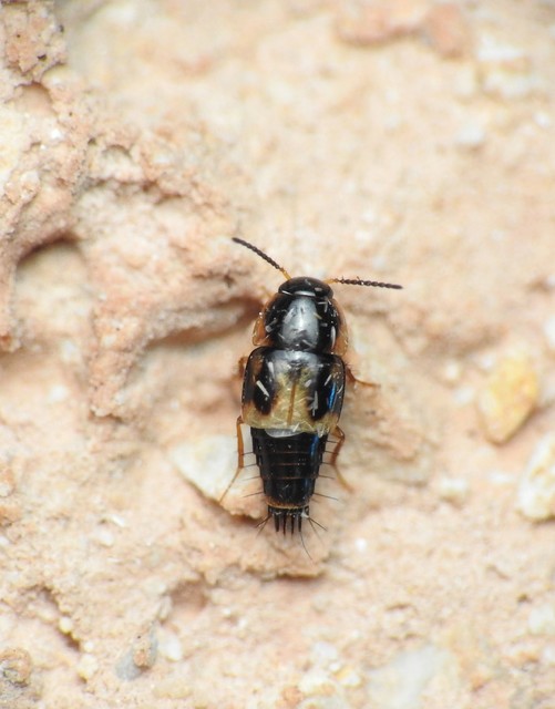 Cilea silphoides - tarka fürgeholyva