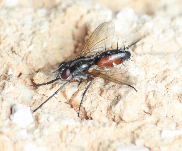 Diptera - Kétszárnyúak