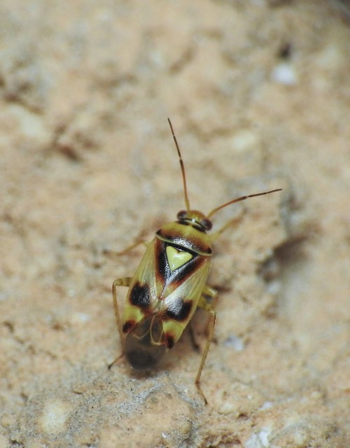 Heteroptera - Poloskák