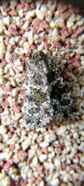 Polymixis polymita - kankalin-tarkabagoly