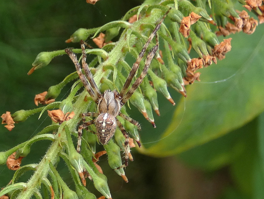 Araneus diadematus - koronás keresztespók Araneus diadematus - koronás keresztespók