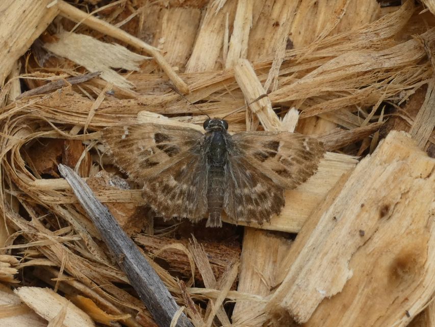 Carcharodus alceae - mályva-busalepke