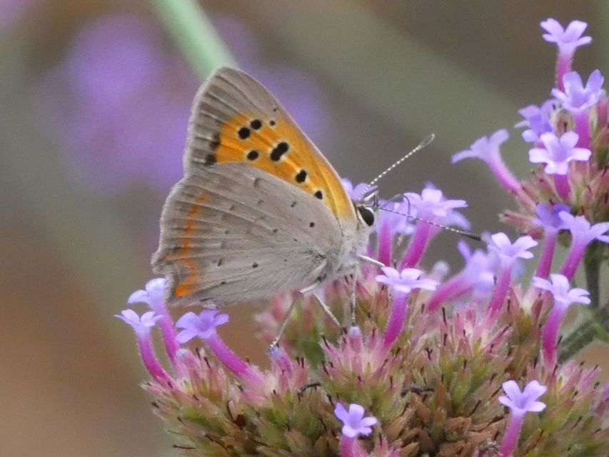 Lycaena phlaeas - közönséges tűzlepke