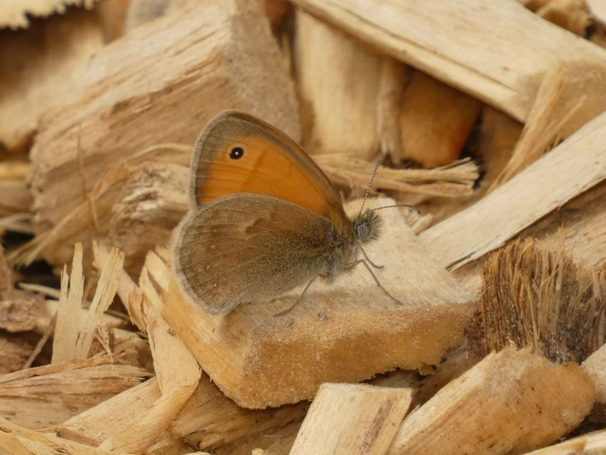 Coenonympha pamphilus - kis szénalepke