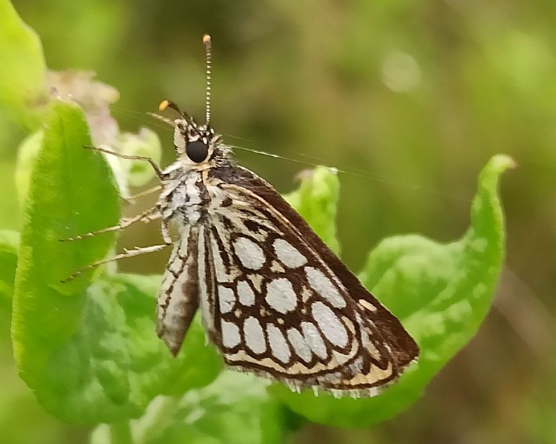 Heteropterus morpheus - tükrös busalepke