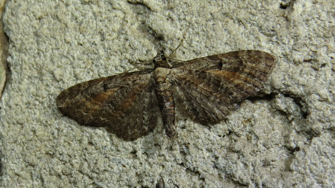 Eupithecia icterata - rozsdafoltos törpearaszoló
