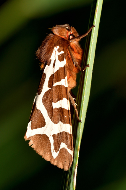 Arctia caja - közönséges medvelepke