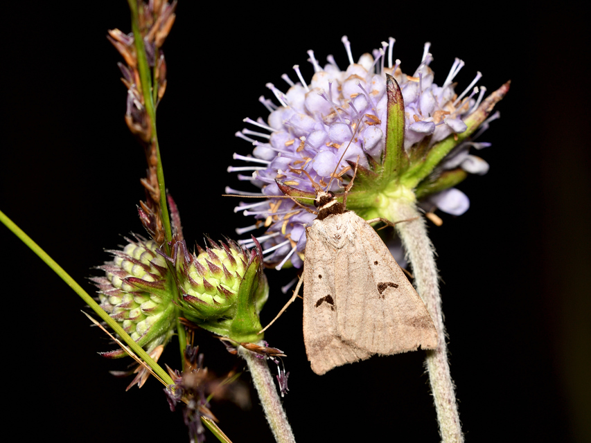 Lygephila pastinum - közönséges csüdfűbagoly