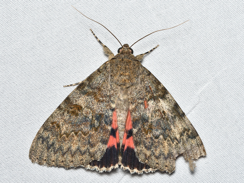 Catocala elocata - közönséges övesbagoly