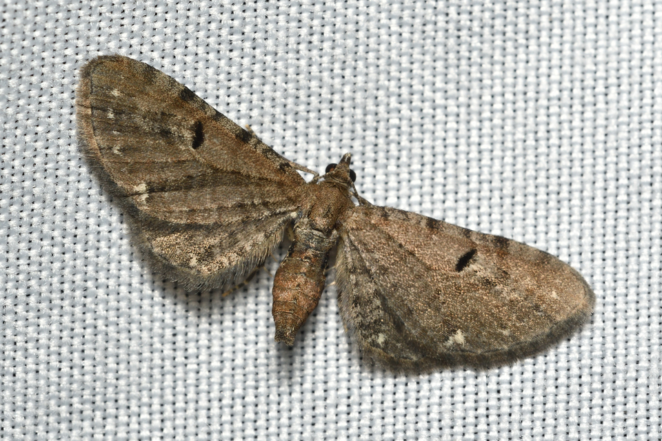 Eupithecia absinthiata - üröm-törpearaszoló