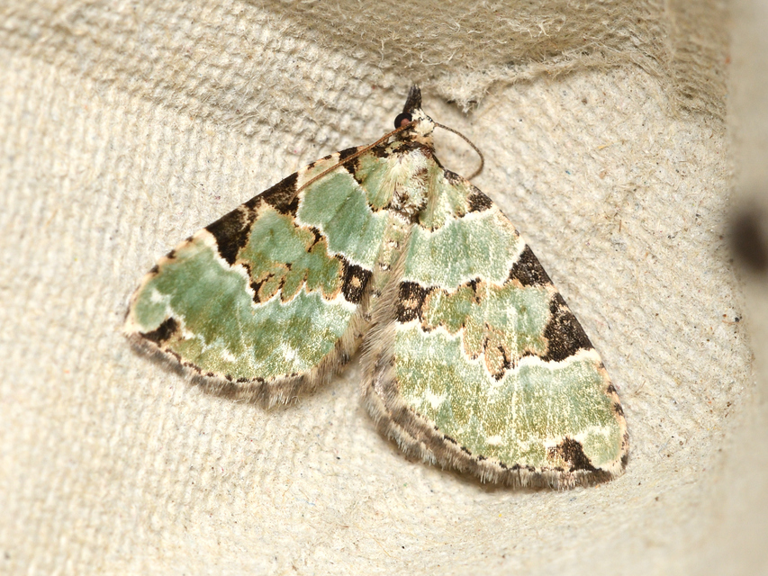 Colostygia pectinataria - zöld levélaraszoló