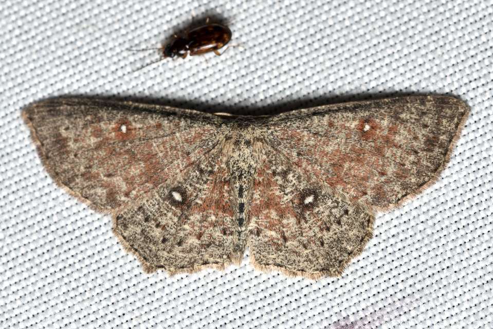 Cyclophora pendularia - fűzfa-pettyesaraszoló