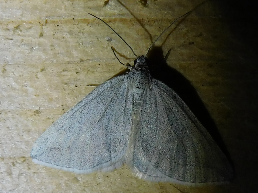 Lithostege griseata - szürke araszoló
